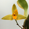 lycaste  cochleata X (grog X aroma) X aroma